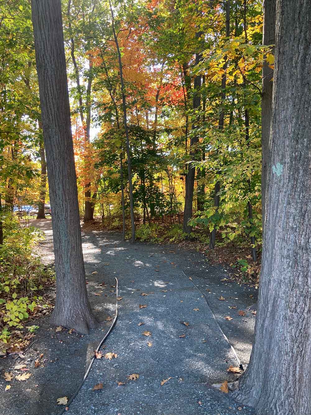 Walk and Talk therapy